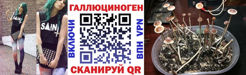 Купить закладки  Десногорск  Псилоцибиновые грибы мицелий 
